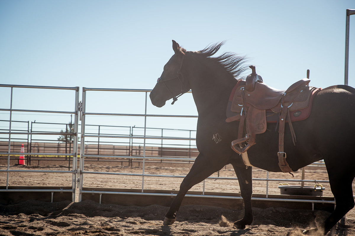 Phoenix Rider Stable Collections – Phoenix Equine