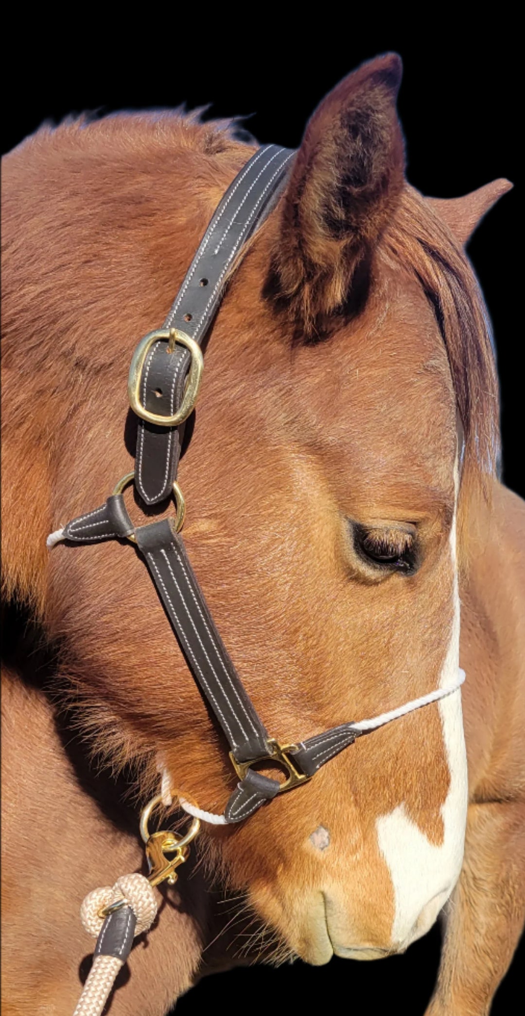 Leather Lariat Combo Halter