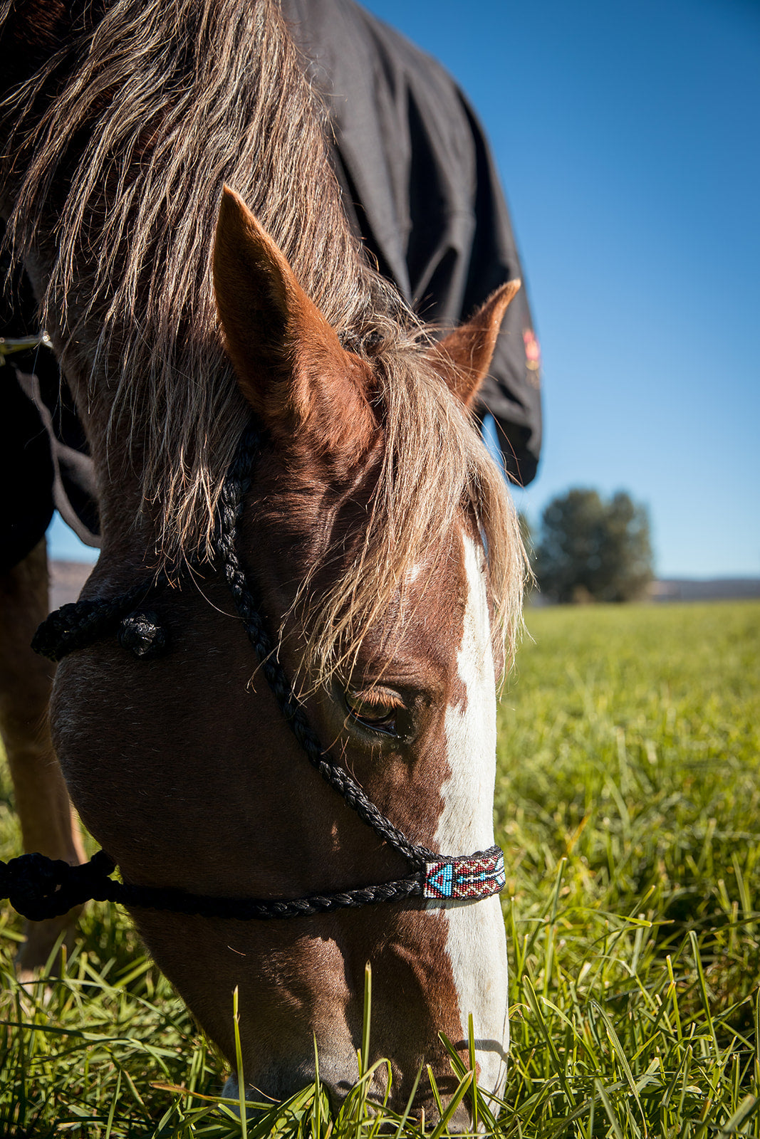 The Riata Halter