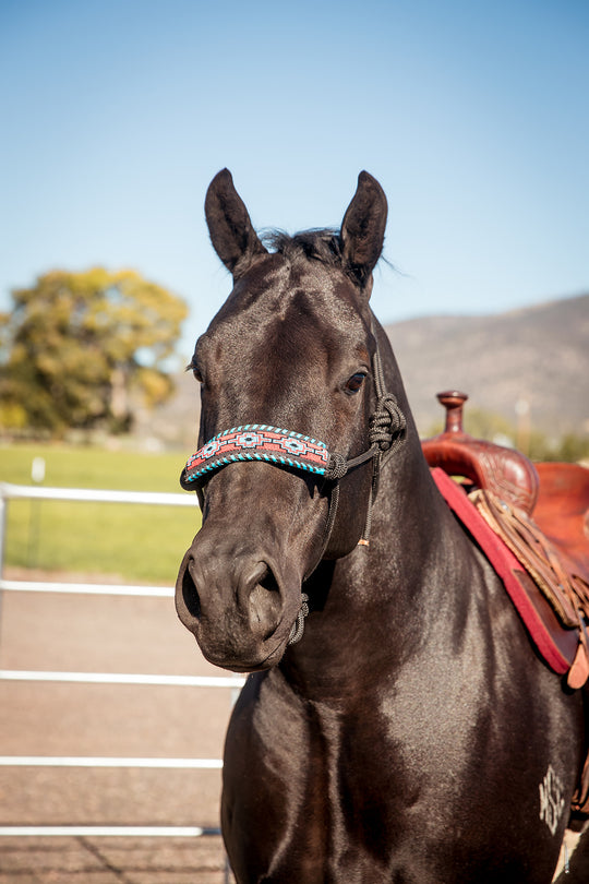 The Navajo Halter